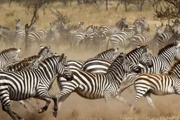 8 Days Serengeti Migration Safari