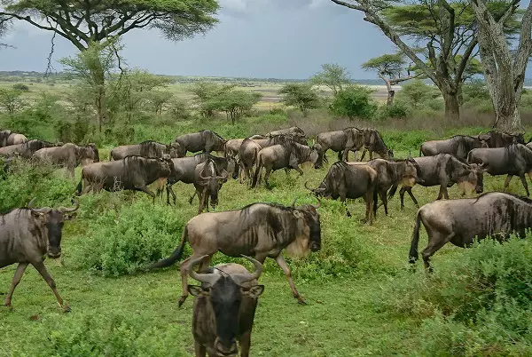 5-Day Serengeti Migration Safari