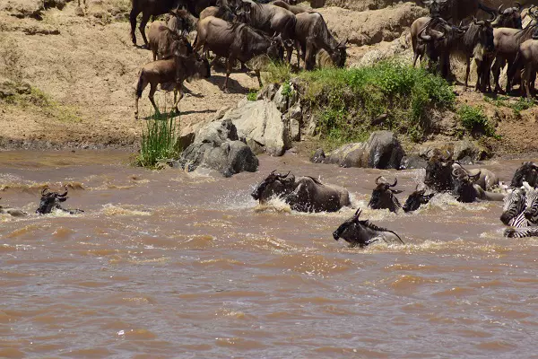 6-Day Serengeti Migration Safari Extravaganza