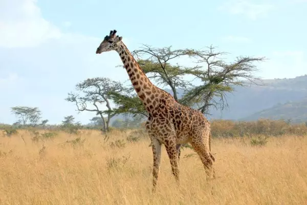 Serene Safari Retreat